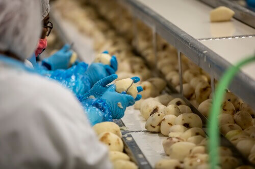 masser potatoes being pre-peeled in facility