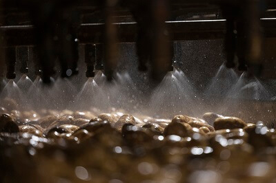 potatoes being washed on conveyer belt
