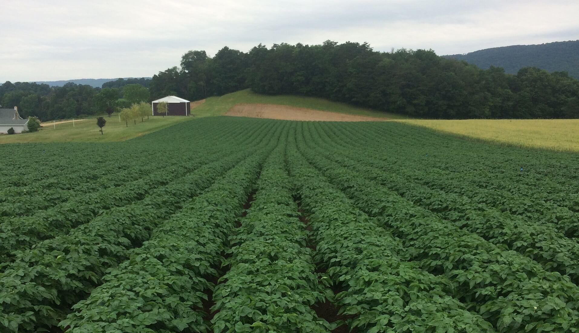potato field during harvest season