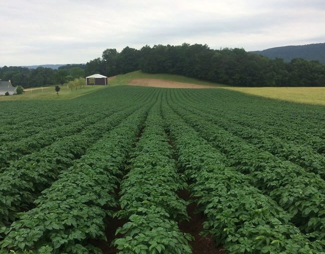 potato fields ready for harvest