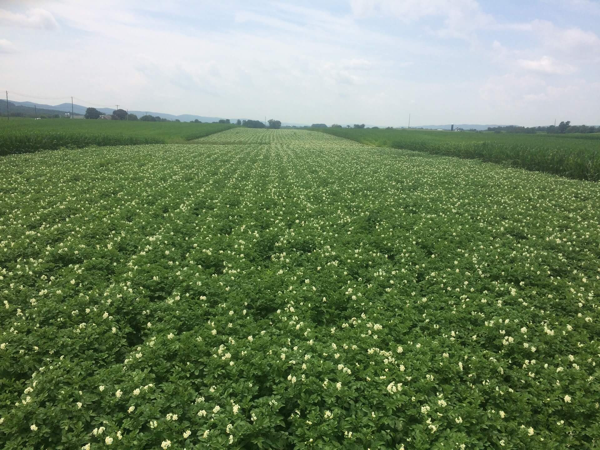 flowering potato field