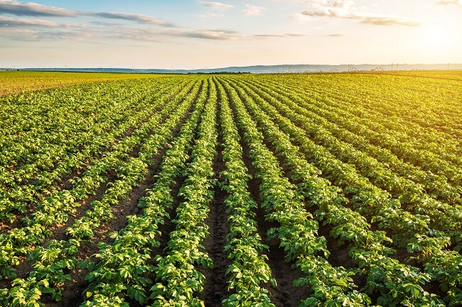 potato field at sunset